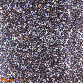 Мак голубой пищевой (Чехия)